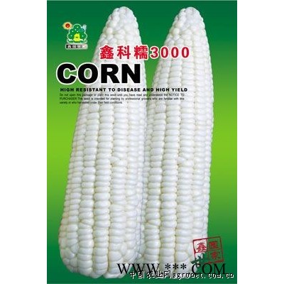 供应鑫科糯3000—菜用玉米种子