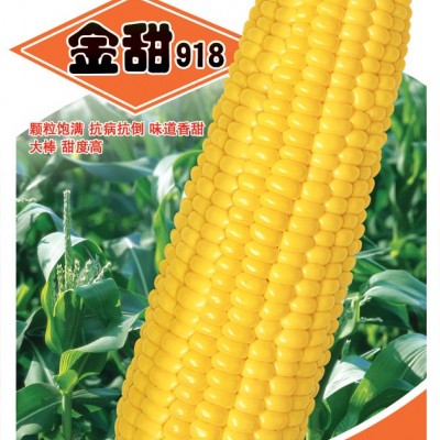 供应金甜918-玉米种子