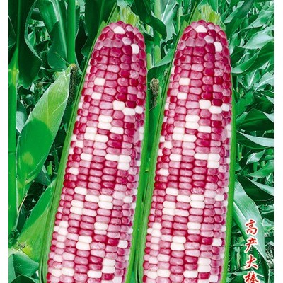 供应23号花糯玉米—玉米种子