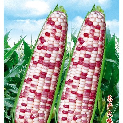 供应彩甜糯968玉米—玉米种子