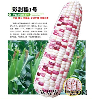 供应甜彩糯1号—玉米种子