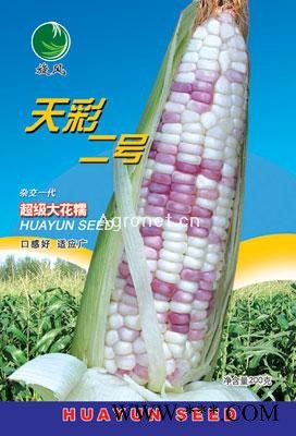 供应天彩二号——玉米种子