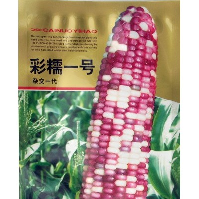 供应彩糯一号—玉米种子