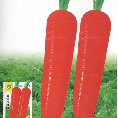 供应齐头八寸红—胡萝卜种子