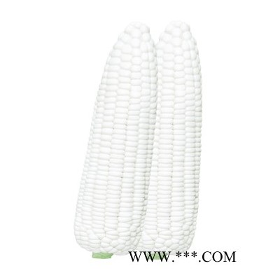 供应白糯三号—玉米种子