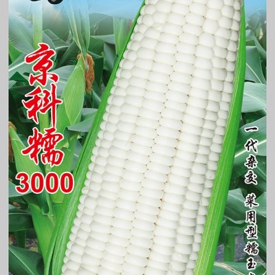 供应京科糯3000——大棒白糯玉米系列