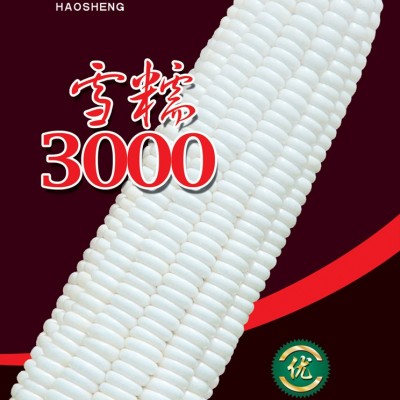 供应雪糯3000-玉米种子