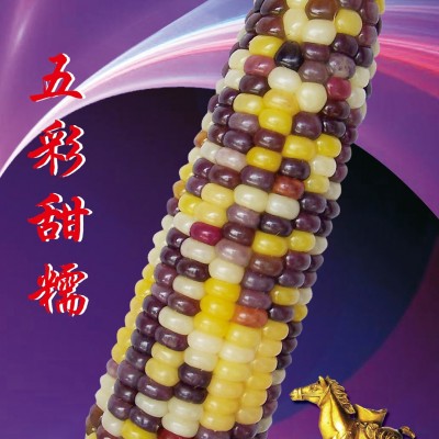供应五彩甜糯—玉米种子