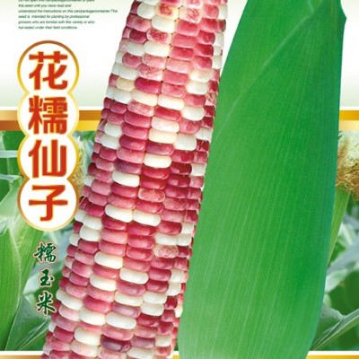 供应花糯仙子——玉米种子
