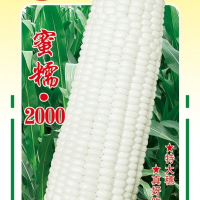 供应蜜糯2000——玉米种子