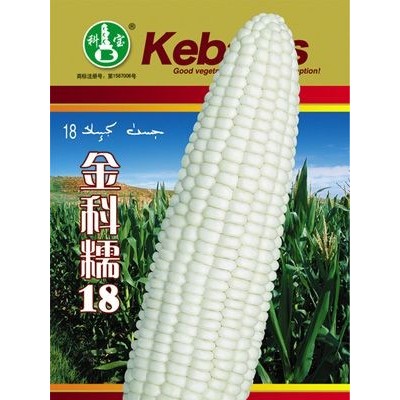 供应金科糯18—玉米种子