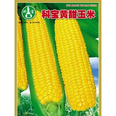 供应科宝黄甜玉米—玉米种子