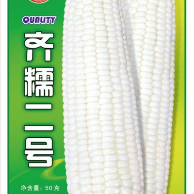 供应齐糯二号-玉米种子