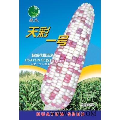 供应天彩一号——玉米种子