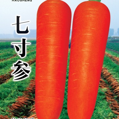 供应七寸参-胡萝卜种子