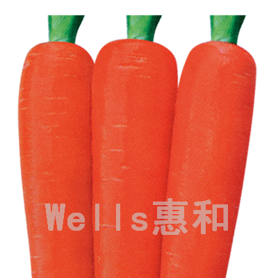 供应红圣九号－胡萝卜种子