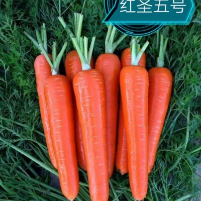 供应红圣五号—胡萝卜种子
