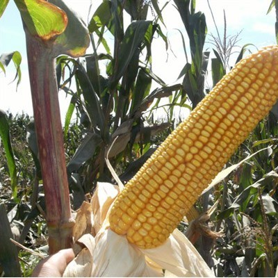 供应玉米种子