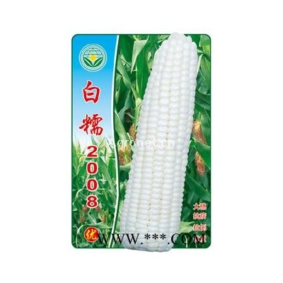 供应白糯2008—糯玉米种子