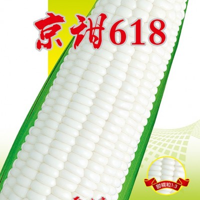 供应京甜618——甜加糯玉米系列