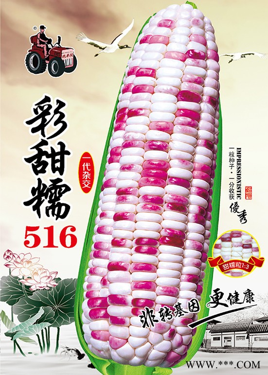 供应彩甜糯516——双色甜加糯玉米系列