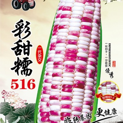 供应彩甜糯516——双色甜加糯玉米系列