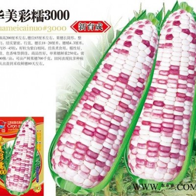 供应华美彩糯3000—玉米种子