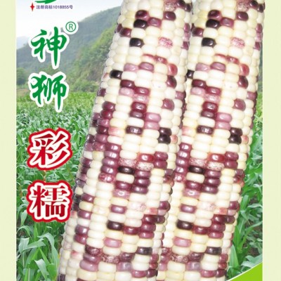 供应神狮彩糯——菜用玉米种子