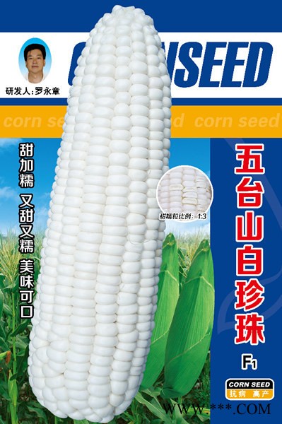 供应五台山白珍珠玉米种子