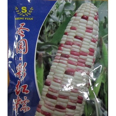 供应圣园彩红糯—玉米种子