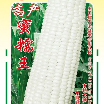 供应高产蜜糯王——玉米种子