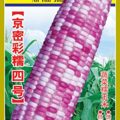 供应京密彩糯四号-玉米种子