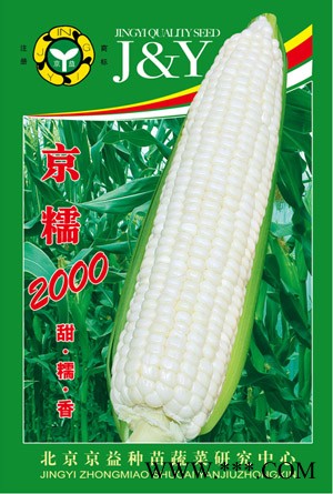 供应京糯2000—菜用玉米种子