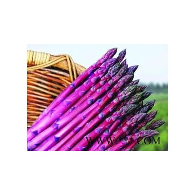 供应紫色－芦笋种子