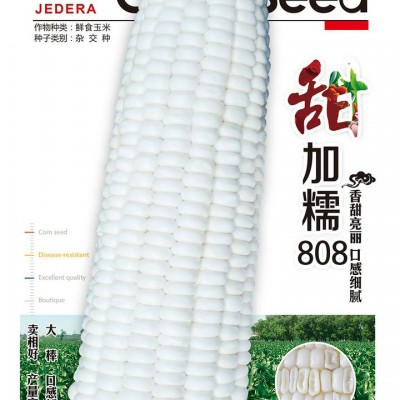 供应甜加糯808—菜用玉米种子