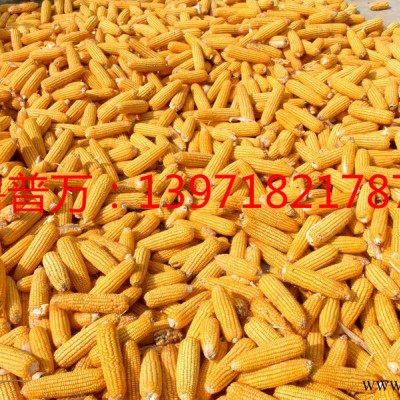 供应优质玉米