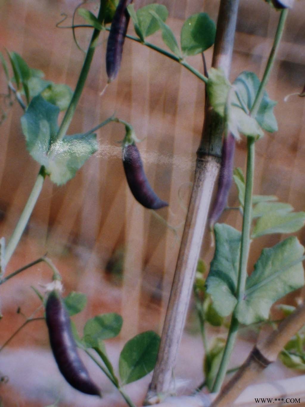 供应紫绢豌豆