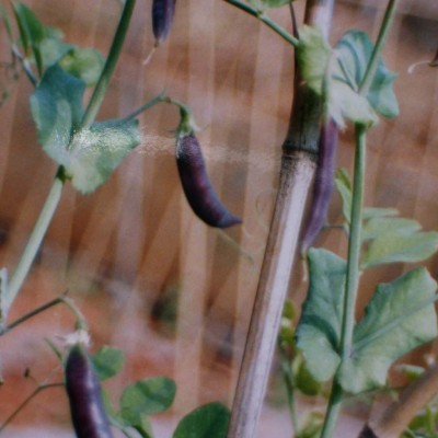 供应紫绢豌豆