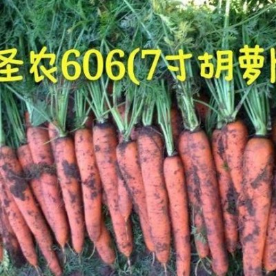 供应圣农胡萝卜606—胡萝卜种子