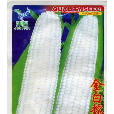 供应金白糯二号—菜用玉米种子
