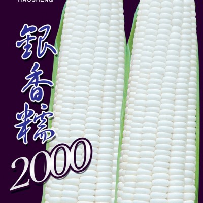 供应银香糯2000-玉米种子