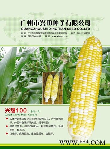 供应兴甜100—玉米种子