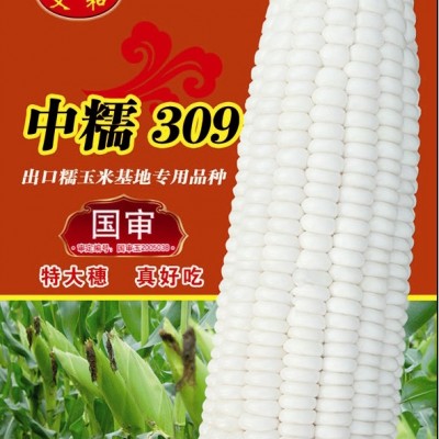 供应中糯309——玉米种子
