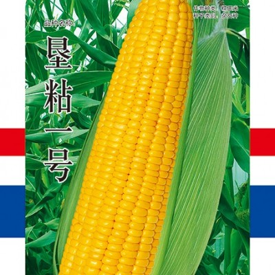 供应垦粘一号—玉米种子