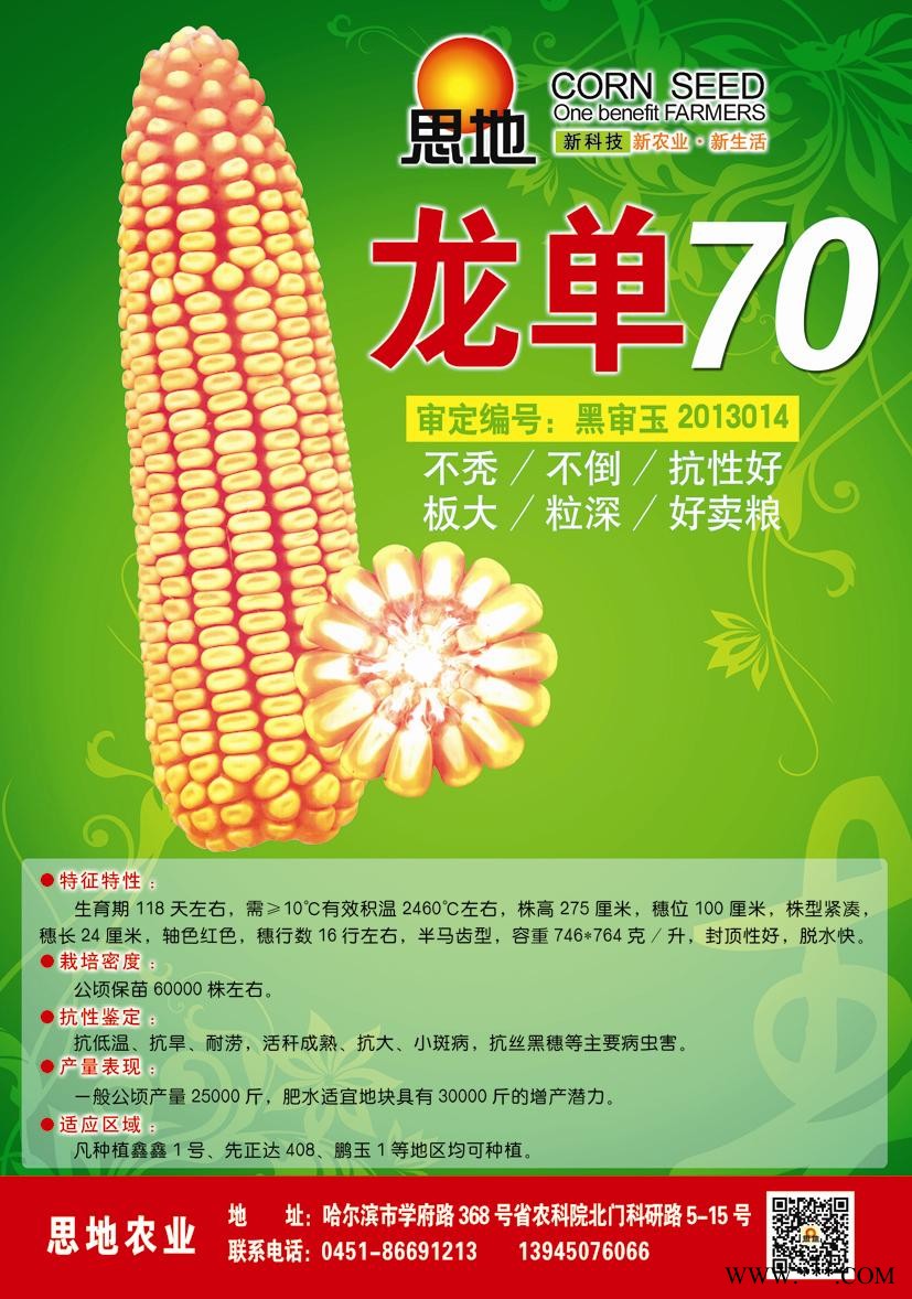 供应龙单70—玉米种子