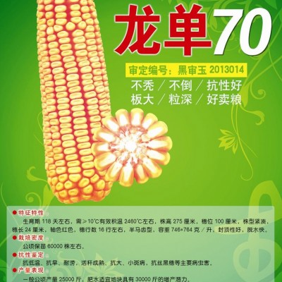 供应龙单70—玉米种子