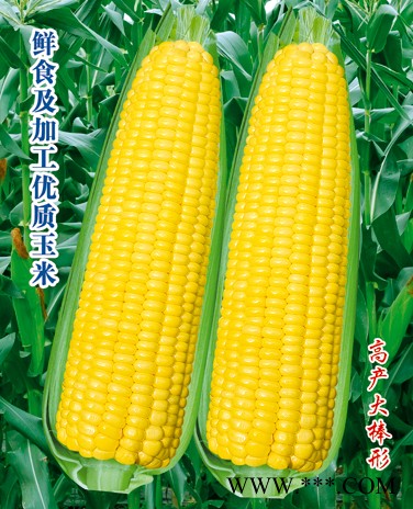 供应瑞珍玉米—玉米种子