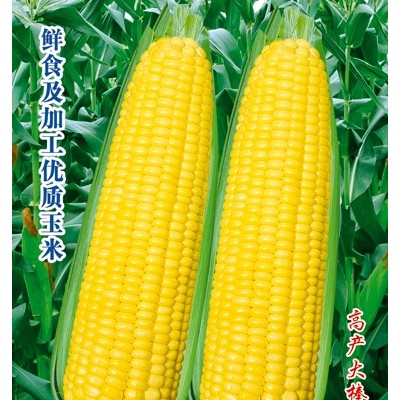 供应瑞珍玉米—玉米种子