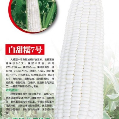 供应白甜糯7号—菜用玉米种子