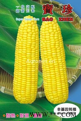 供应宝珍——玉米种子